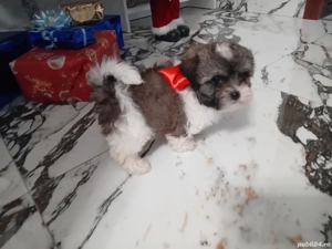 Bishoni havanesi  - imagine 3