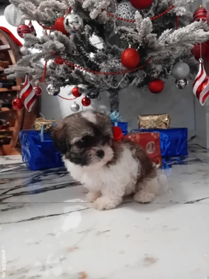 Bishoni havanesi  - imagine 2