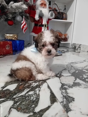 Bishoni havanesi  - imagine 5