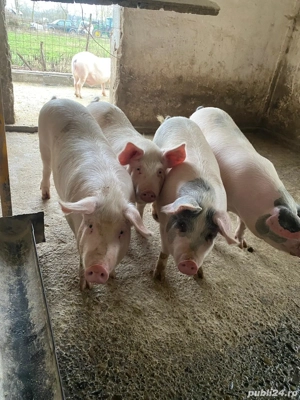 vand porci 15 lei kg  - imagine 2