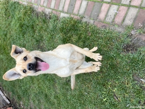 Donez cățelușă foarte frumoasa - imagine 2