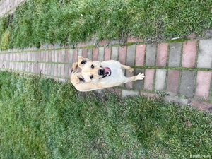 Donez cățelușă foarte frumoasa - imagine 3