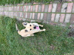 Donez cățelușă foarte frumoasa - imagine 4