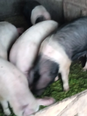 Vand porci - imagine 5