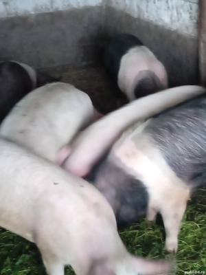 Vand porci - imagine 4