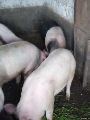 Vand porci - imagine 3