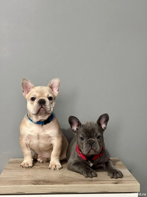 Bulldogi de vanzare - imagine 2