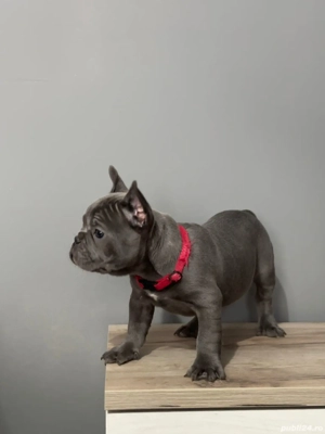 Bulldogi de vanzare - imagine 4