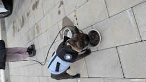 Buldog Francez Mascul - imagine 4