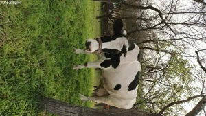 Vând vacă de 6 pe 7 ani - imagine 2