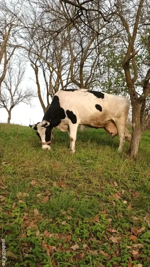 Vând vacă de 6 pe 7 ani - imagine 3