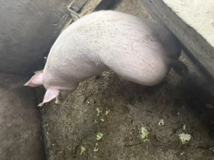  A mai rămas unul !!!Vând porc crescut natural !!!