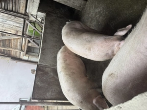  A mai rămas unul !!!Vând porc crescut natural !!! - imagine 3