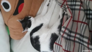 donez un motan - imagine 2