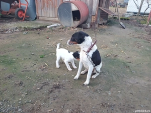 Cățel foxterier  - imagine 2