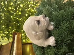 Vânzare pui de Golden Retriver  - imagine 4