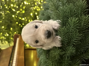 Vânzare pui de Golden Retriver  - imagine 5