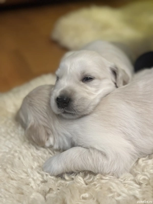 Vânzare pui de Golden Retriver  - imagine 2