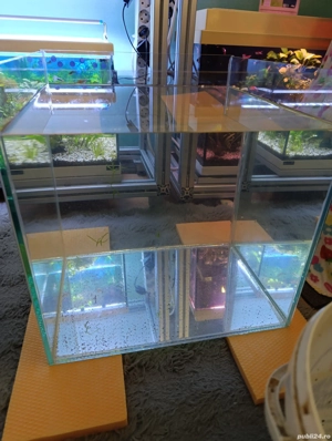 Acvariu nou,pesti plante