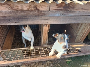 Cățel foxterier  - imagine 5