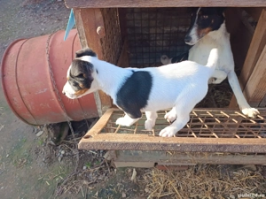 Cățel foxterier  - imagine 3