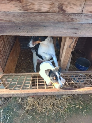 Cățel foxterier  - imagine 4