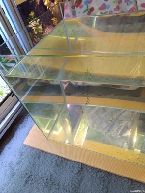 Acvariu nou,pesti plante - imagine 2