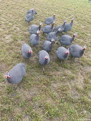 Vand bibilici tinere ! 