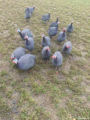 Vand bibilici tinere !  - imagine 3