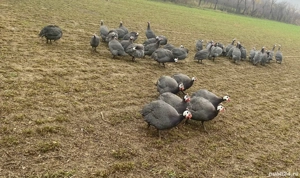 Vand bibilici tinere !  - imagine 2