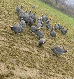 Vand bibilici tinere !  - imagine 5