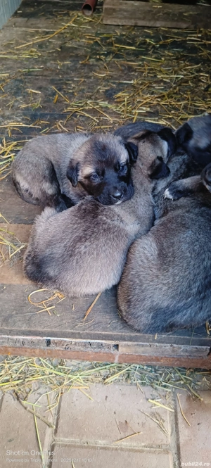 kangali 3F  - imagine 4