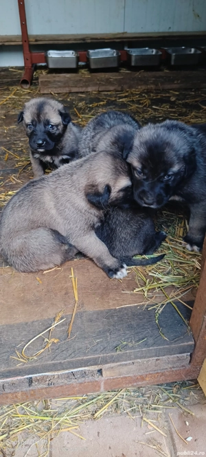 kangali 3F  - imagine 2