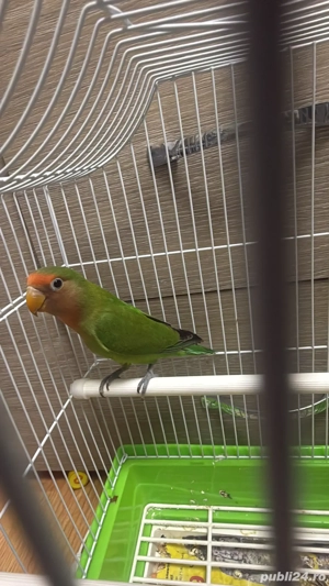 papagali agapornis  - imagine 2