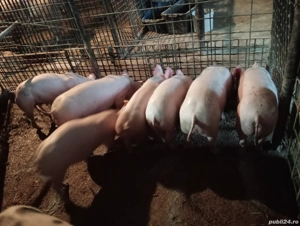 Purcei de vânzare!!