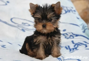 Yorkshire terrier talie mica