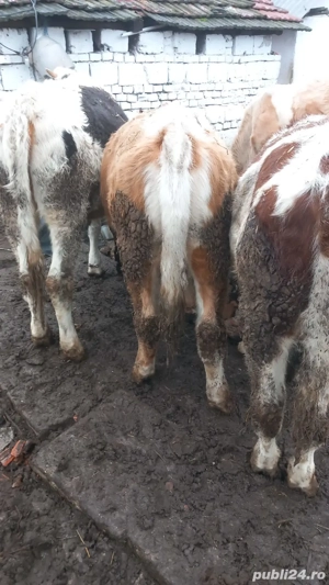 Vind viței bălțata romînească  - imagine 2