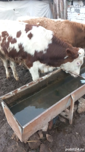 Vind viței bălțata romînească  - imagine 3