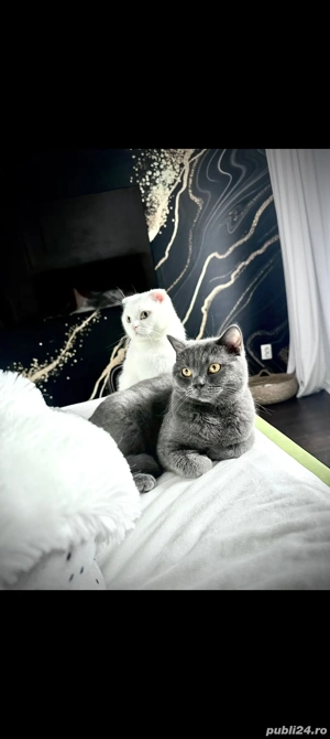 pisica british  - imagine 2