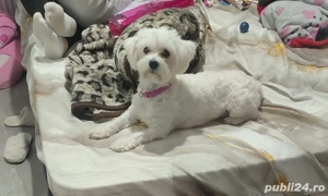 Bischon Maltez Miny  - imagine 5