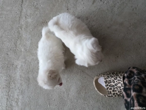 Bischon Maltez Miny  - imagine 3