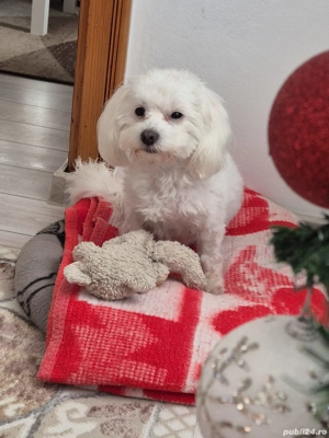Bischon Maltez Miny  - imagine 4