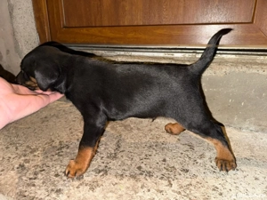 vand jagdterrier  - imagine 3