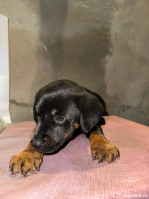 vand jagdterrier  - imagine 4