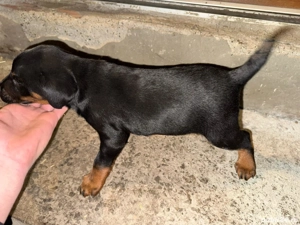 vand jagdterrier  - imagine 2