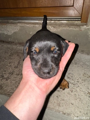 vand jagdterrier  - imagine 5