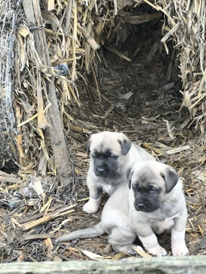 Căței Malak Kangal uriaș