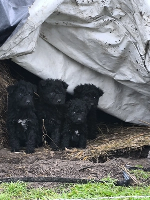 Căței de întors oi - imagine 2