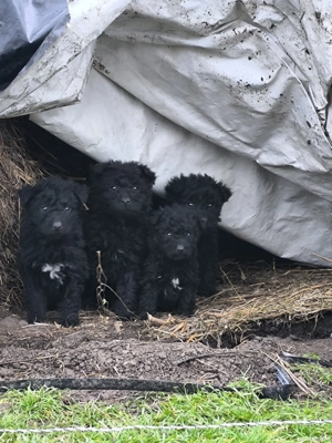 Căței de întors oi - imagine 3