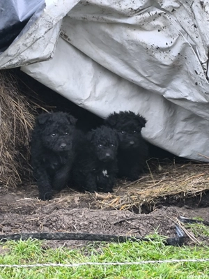 Căței de întors oi - imagine 4